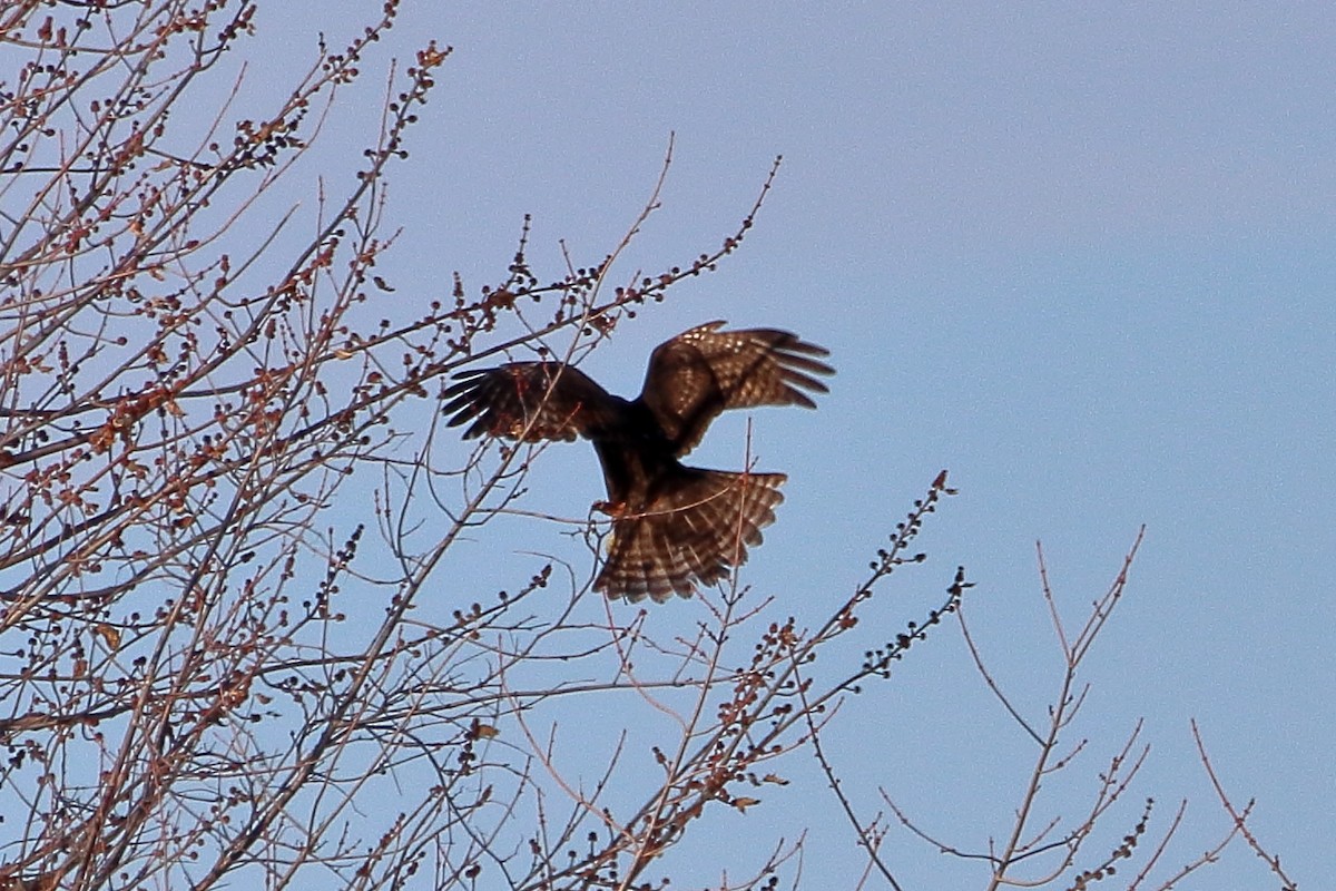 Red-tailed Hawk - ML604121241