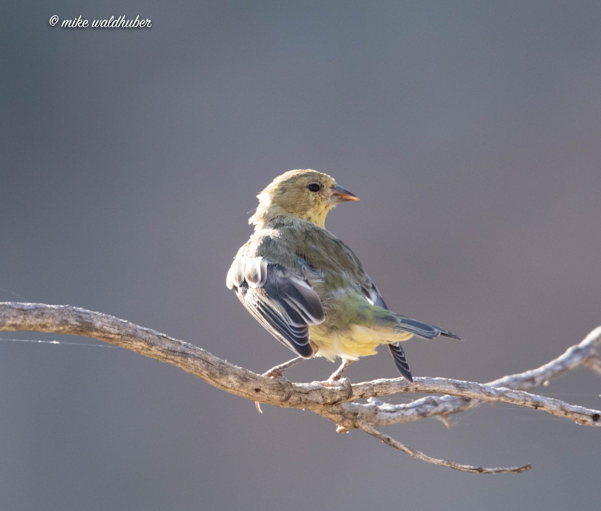 Lesser Goldfinch - ML604121301