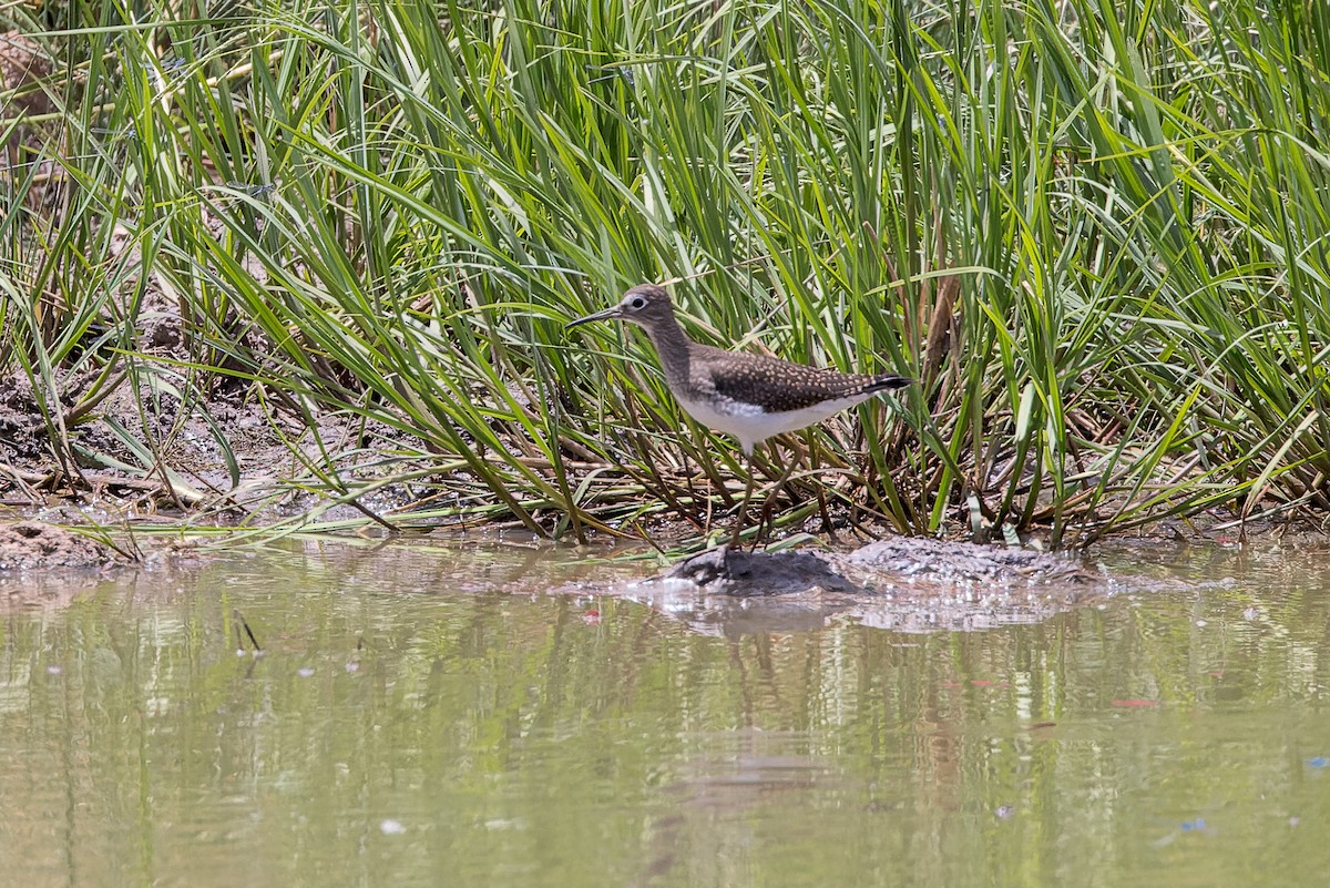 Einsiedelwasserläufer - ML604121921