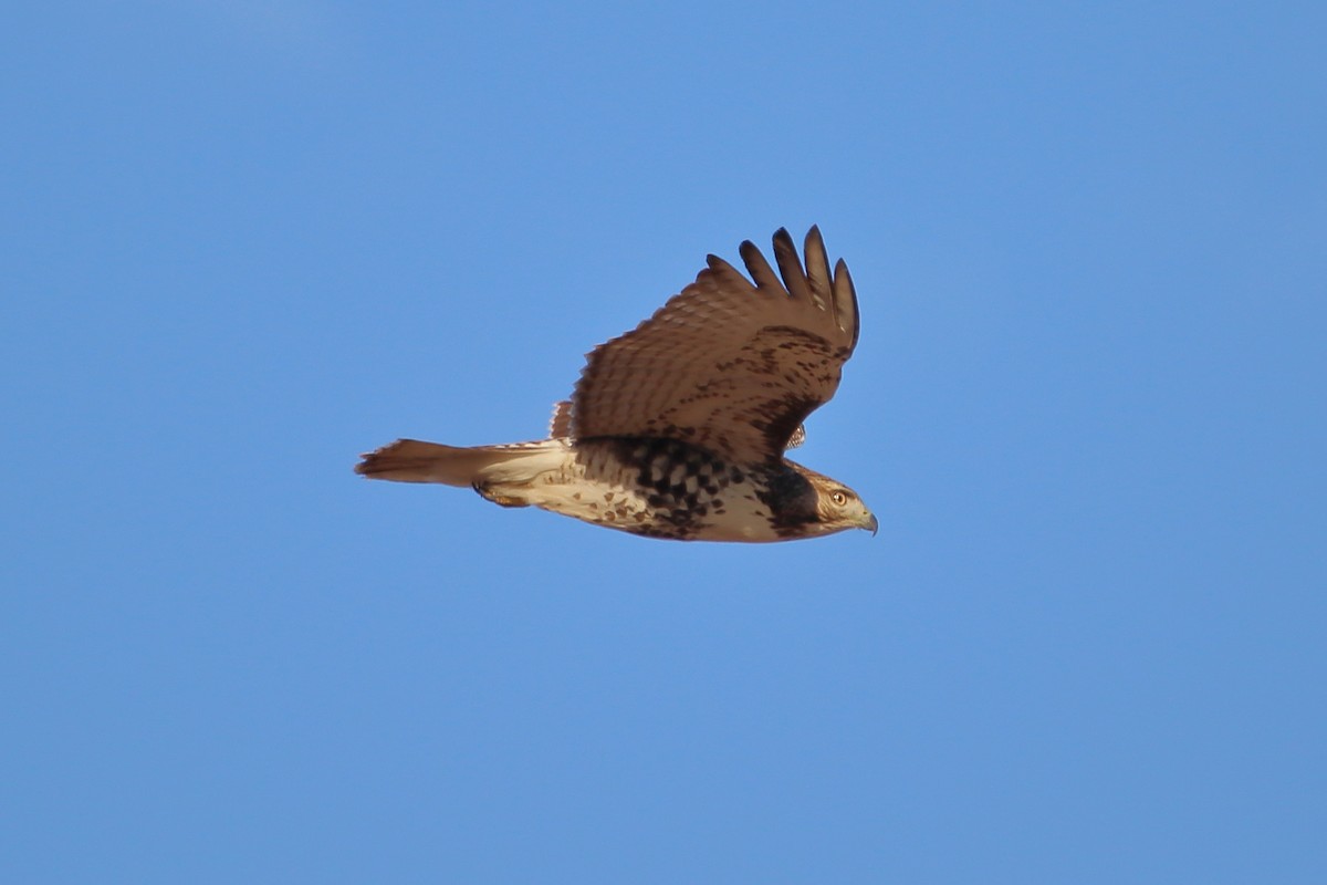 Red-tailed Hawk - ML604122001