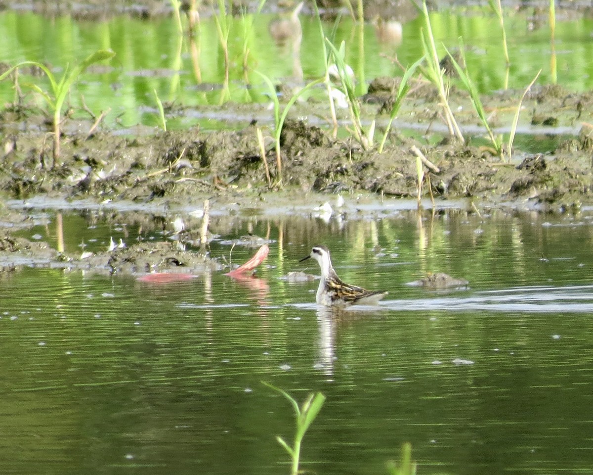 Red-necked Phalarope - ML604123581