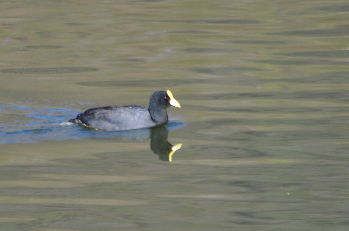 White-winged Coot - ML604124521