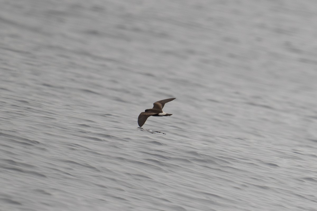 Townsend's Storm-Petrel - ML604124691