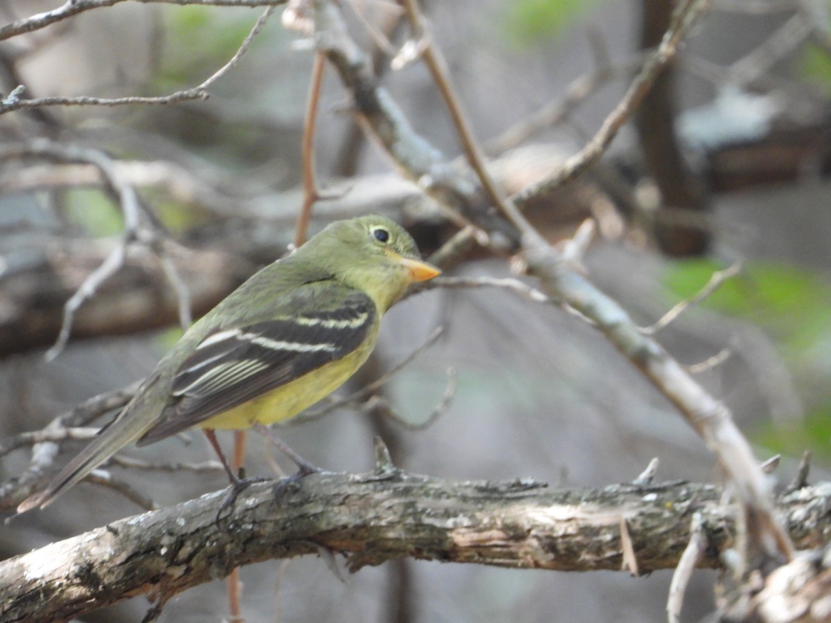 Yellow-bellied Flycatcher - ML604124741