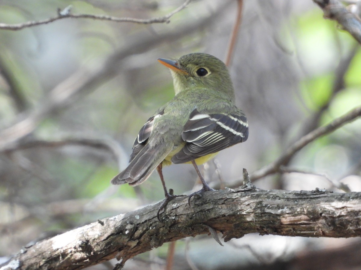 Yellow-bellied Flycatcher - ML604124751