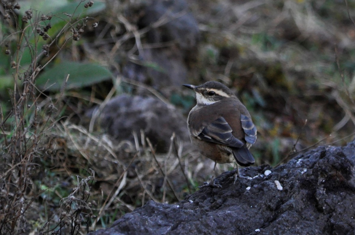 Cream-winged Cinclodes - ML604124771