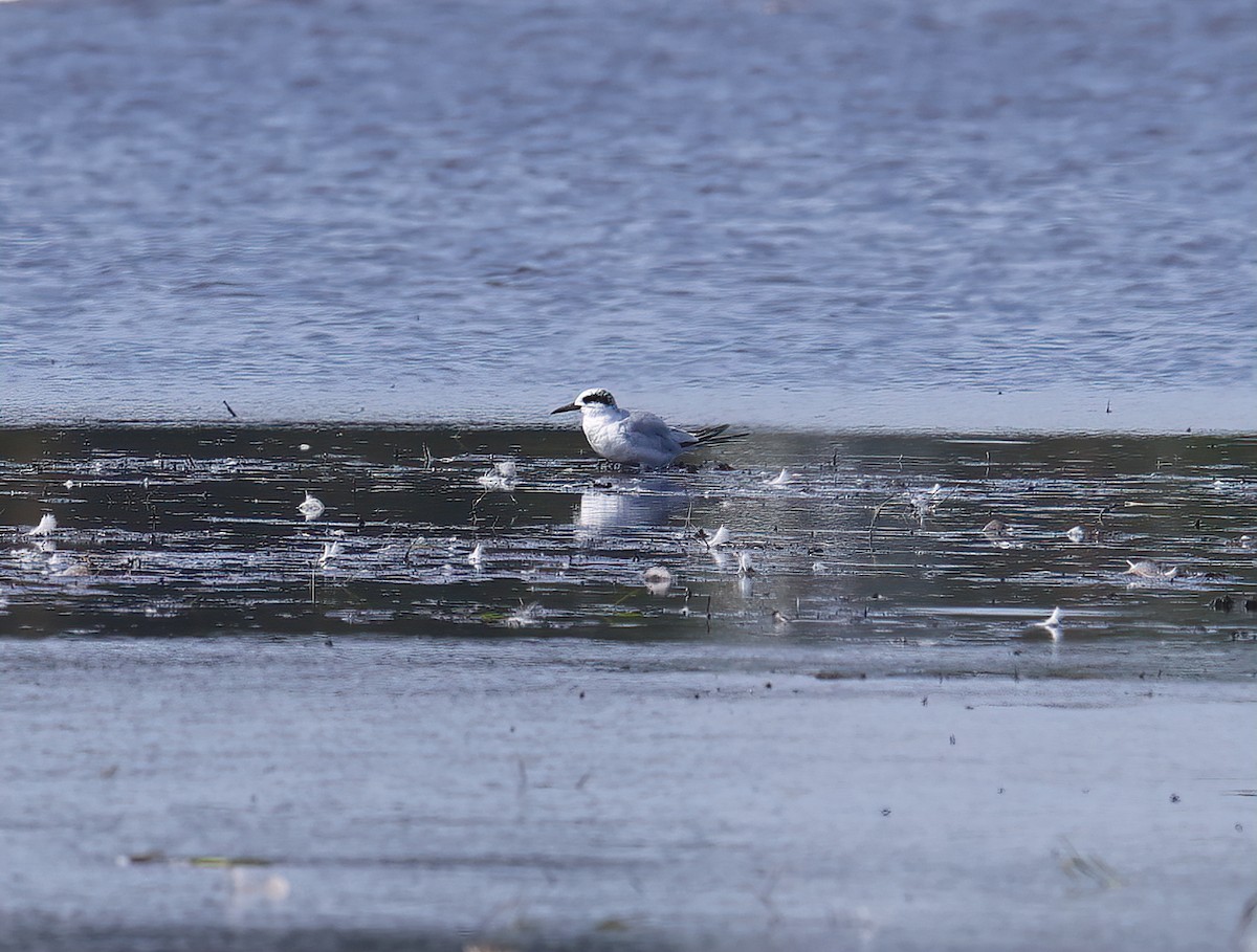 Forster's Tern - ML604124831