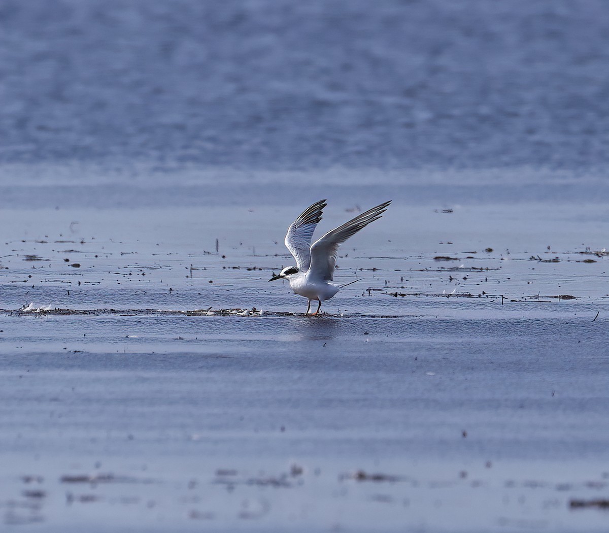 Forster's Tern - ML604124871