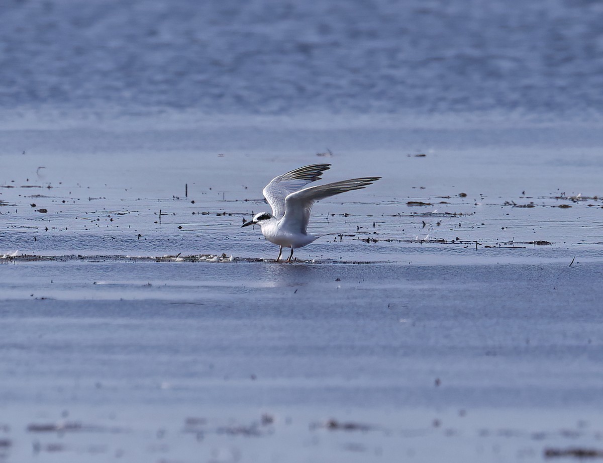 Forster's Tern - ML604124891