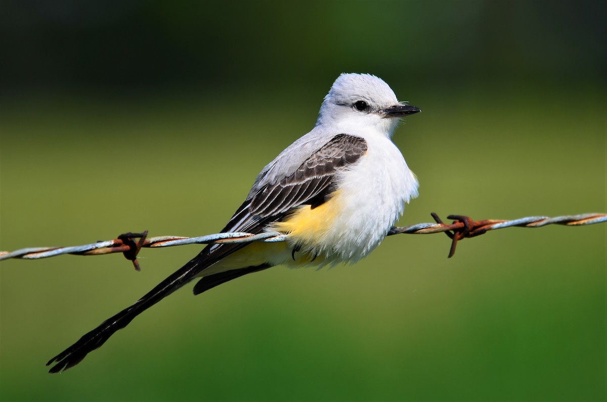 Scissor-tailed Flycatcher - Mike Snable