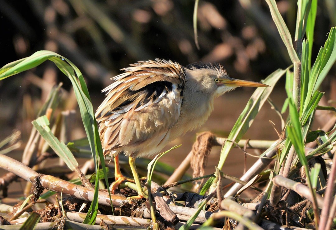 Stripe-backed Bittern - ML604125601