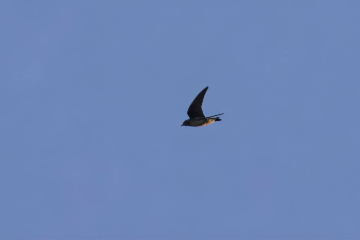 Golondrina Purpúrea - ML604125851