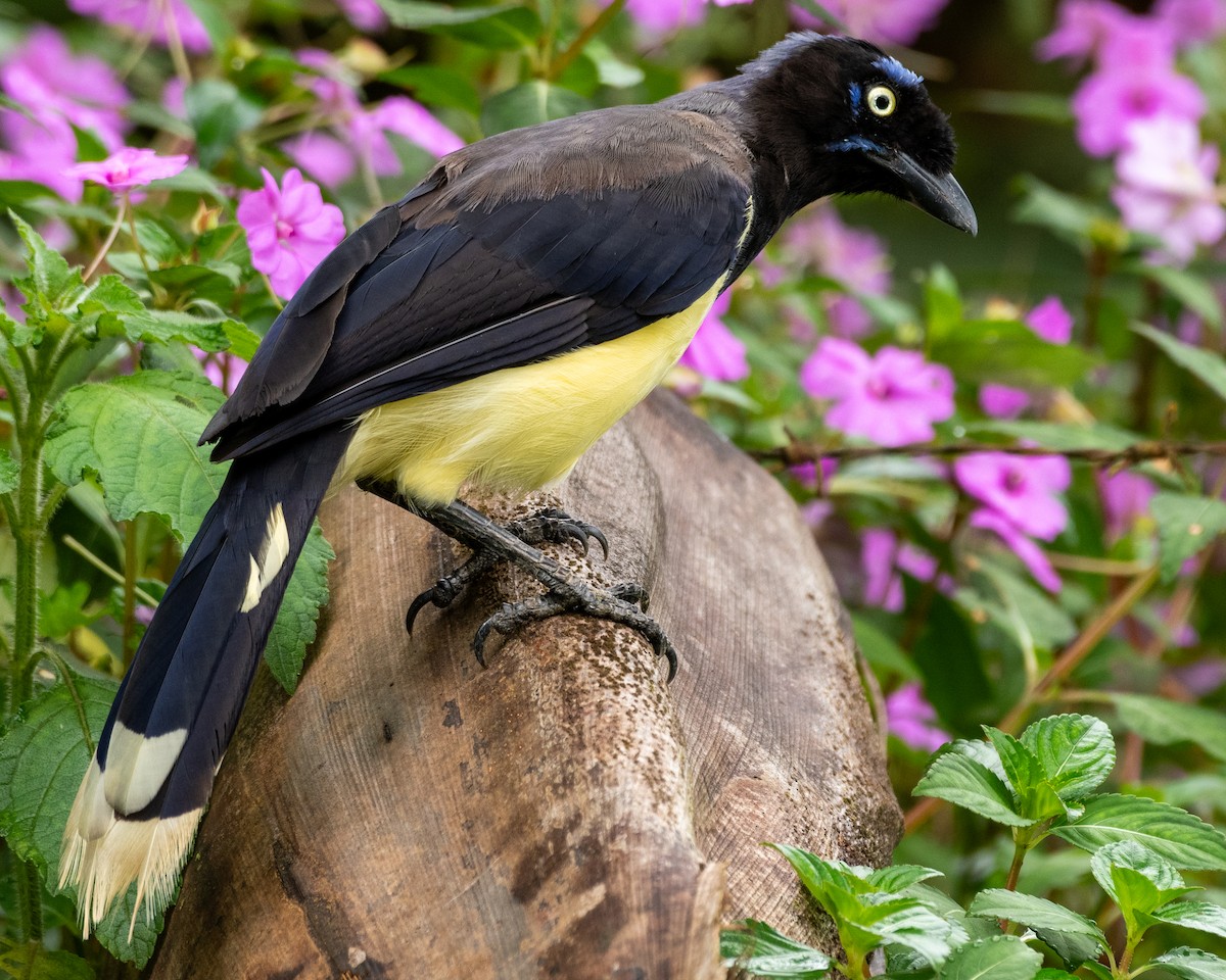 Black-chested Jay - Andres Paniagua