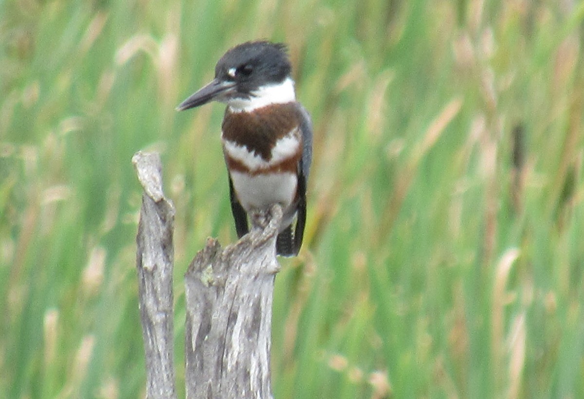 Belted Kingfisher - ML604127361