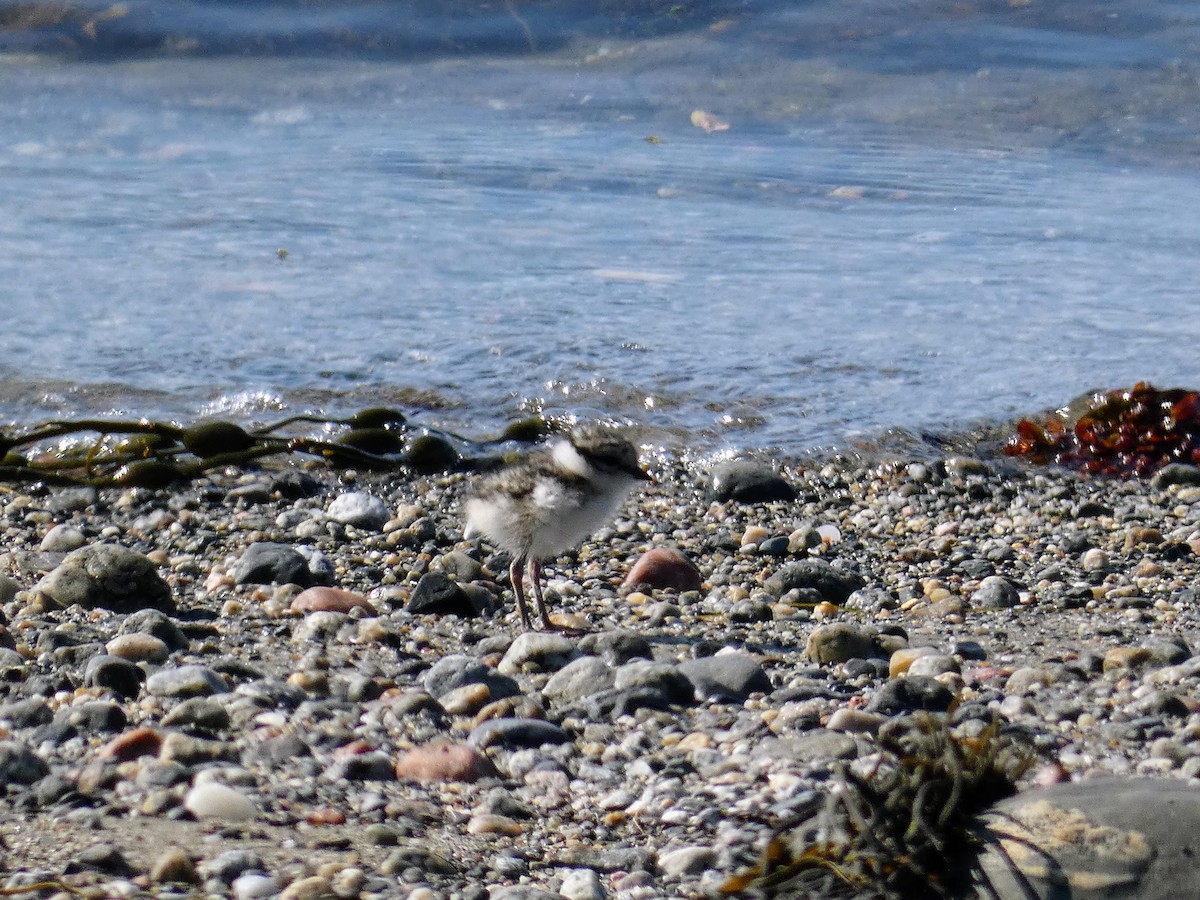 Common Ringed Plover - ML604127771