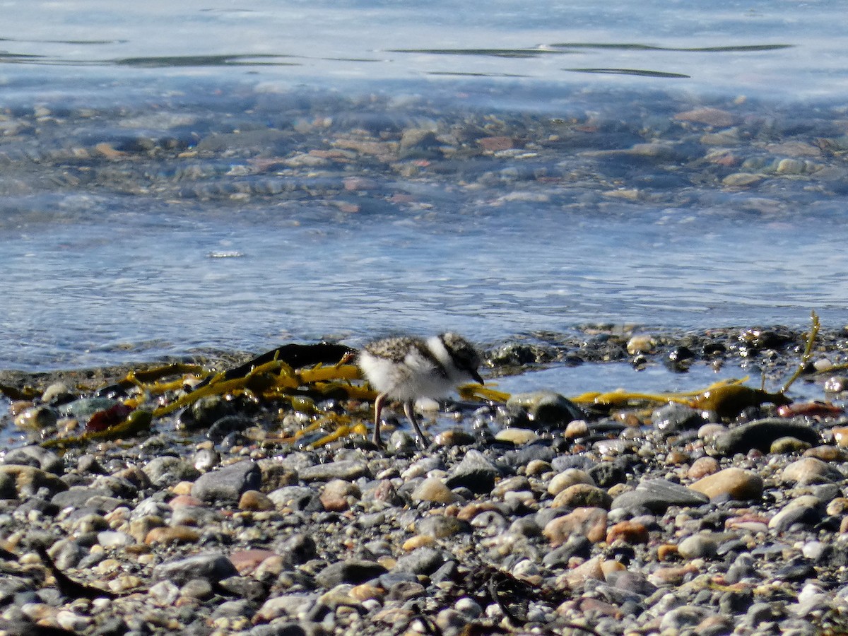 Common Ringed Plover - ML604127781