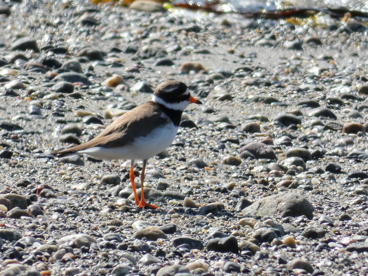 Common Ringed Plover - ML604127791