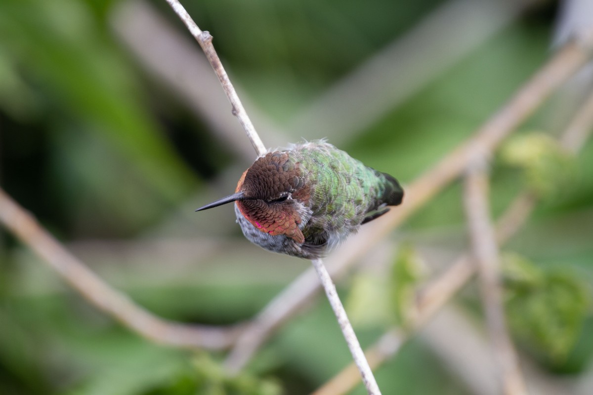 Anna's Hummingbird - Levi Rehberg