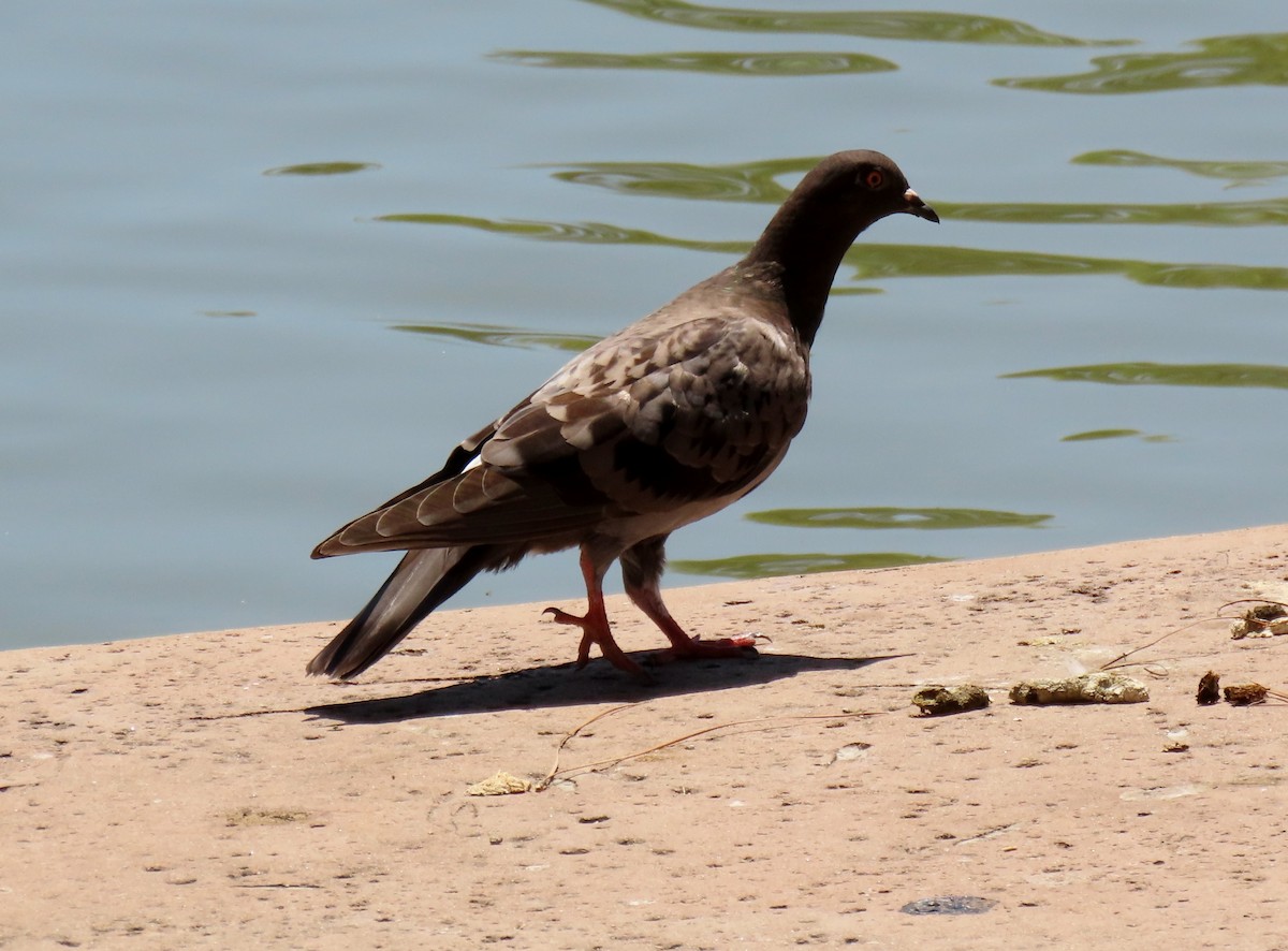 Rock Pigeon (Feral Pigeon) - ML604129351