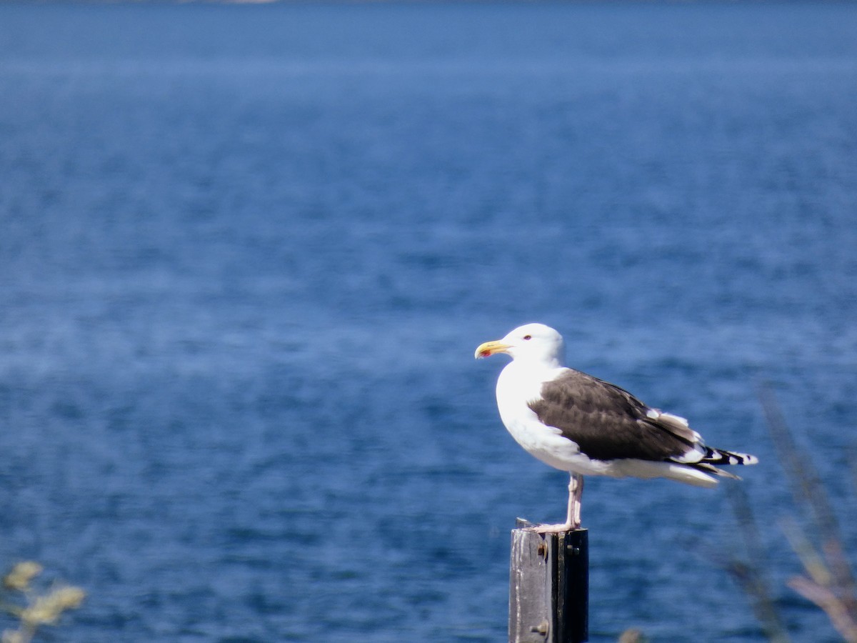 Great Black-backed Gull - Samuel Bratsman