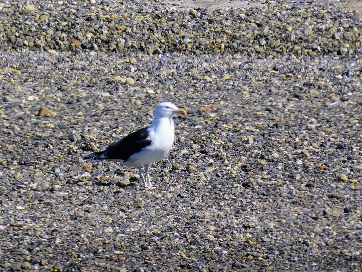 Great Black-backed Gull - Samuel Bratsman