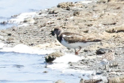 Ruddy Turnstone - Garrett Lau