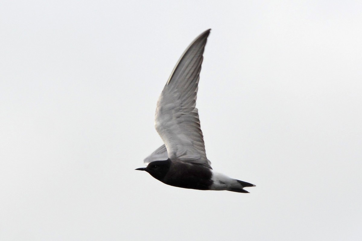 Black Tern - ML60412991