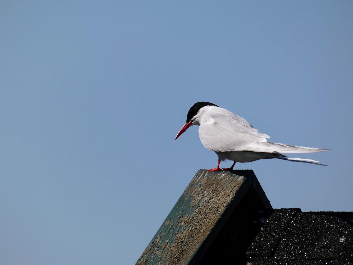 Common Tern - ML604130231