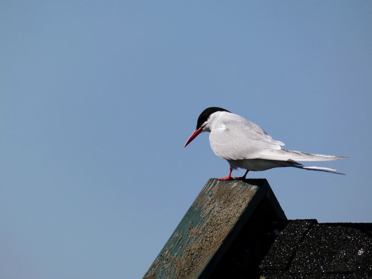 Common Tern - Samuel Bratsman