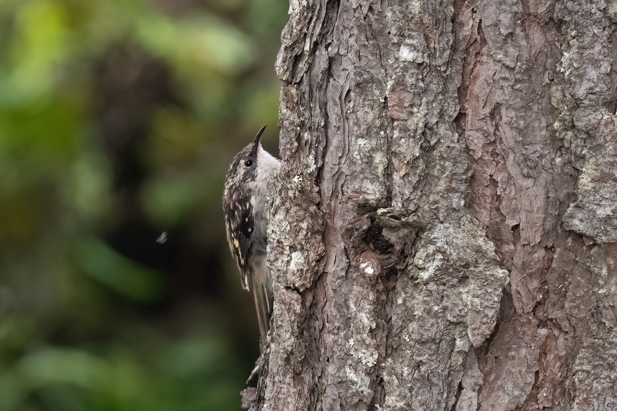 Brown Creeper - ML604131221