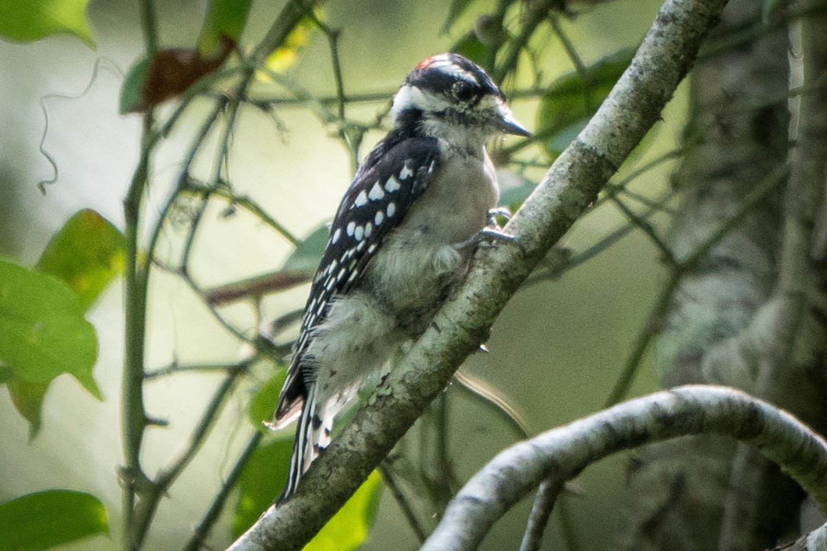 Downy Woodpecker - Ed McGee