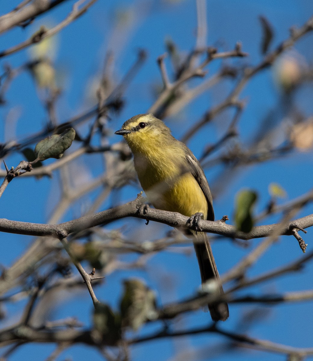 Greater Wagtail-Tyrant - ML604131521