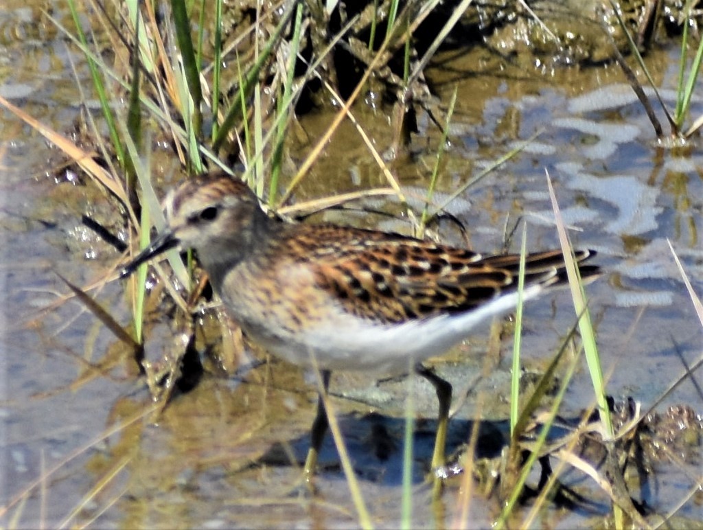 Least Sandpiper - ML604131531