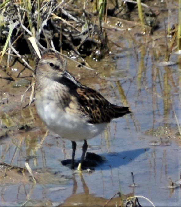 Least Sandpiper - ML604131571