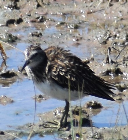 Least Sandpiper - ML604131601