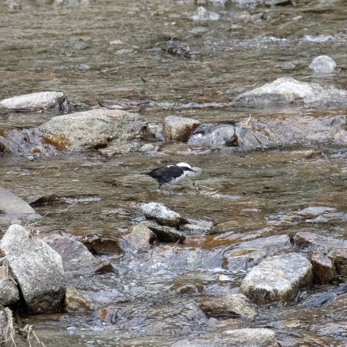 Weißkopf-Wasseramsel - ML604131651