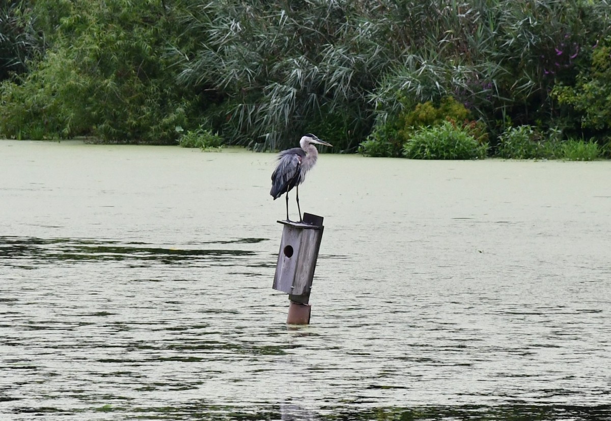 Great Blue Heron - Brian Kenney