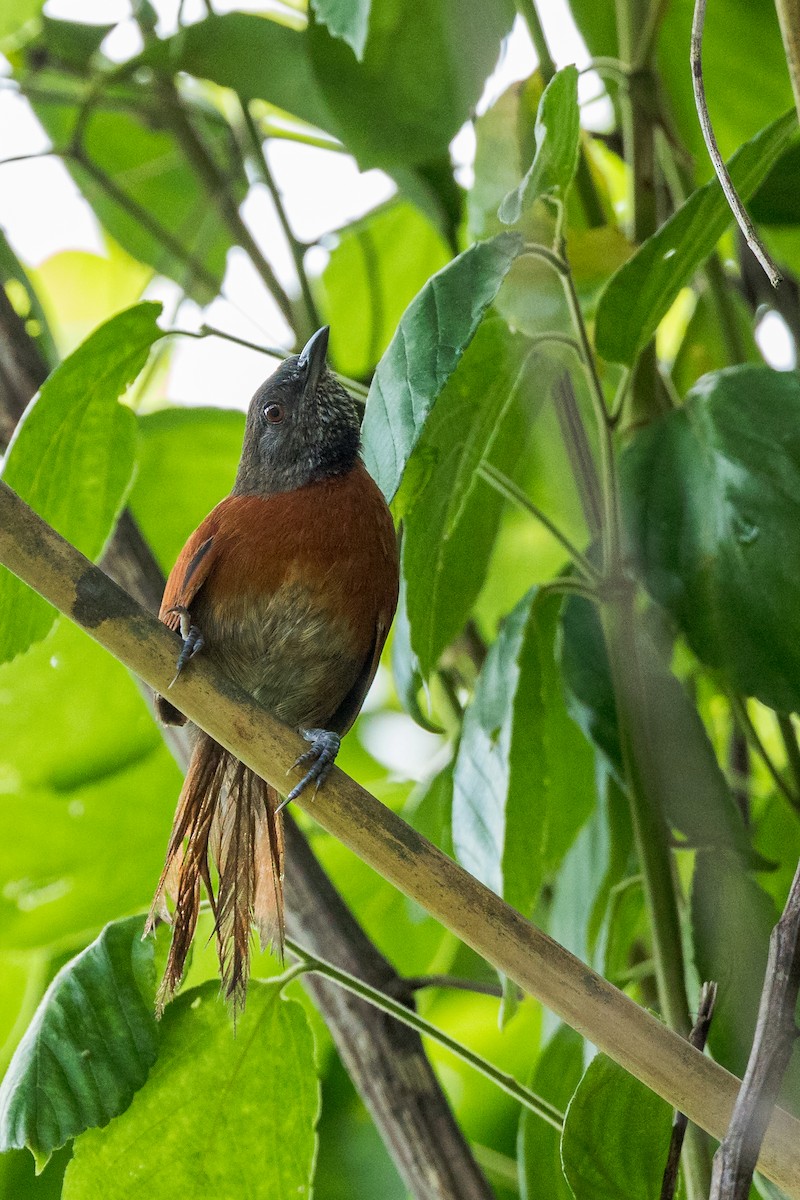 Rufous-breasted Spinetail - ML604132371