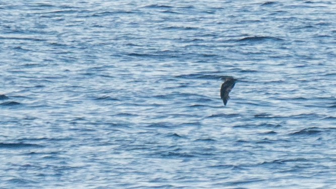 Streaked Shearwater - Javier Cotin