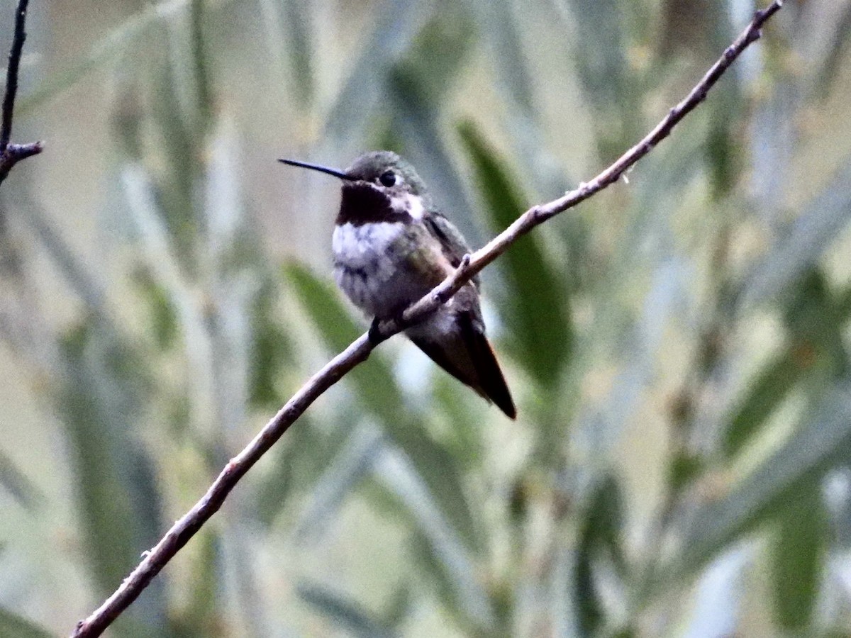 Broad-tailed Hummingbird - John Amoroso