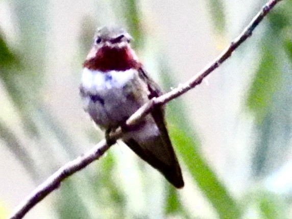Broad-tailed Hummingbird - ML604133401