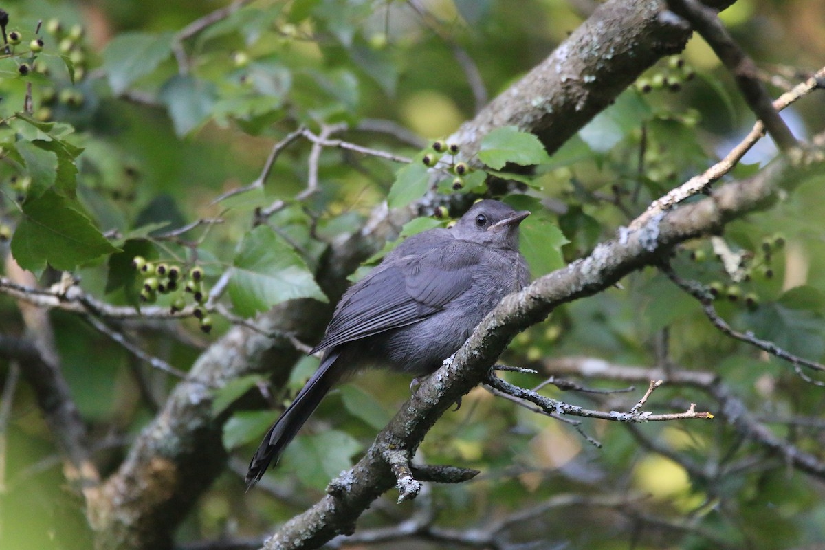 Gray Catbird - josh yiu