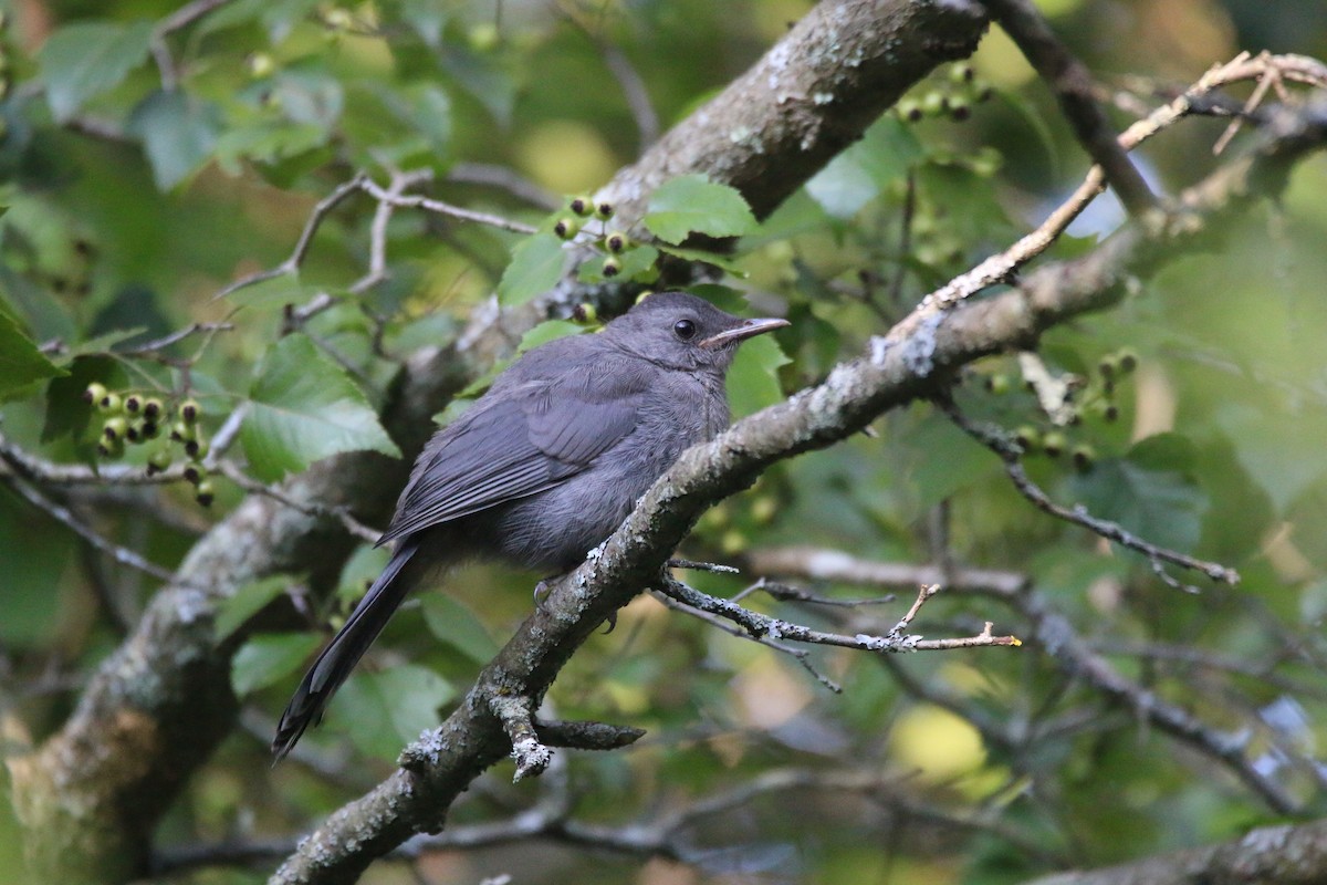 Gray Catbird - ML604133631