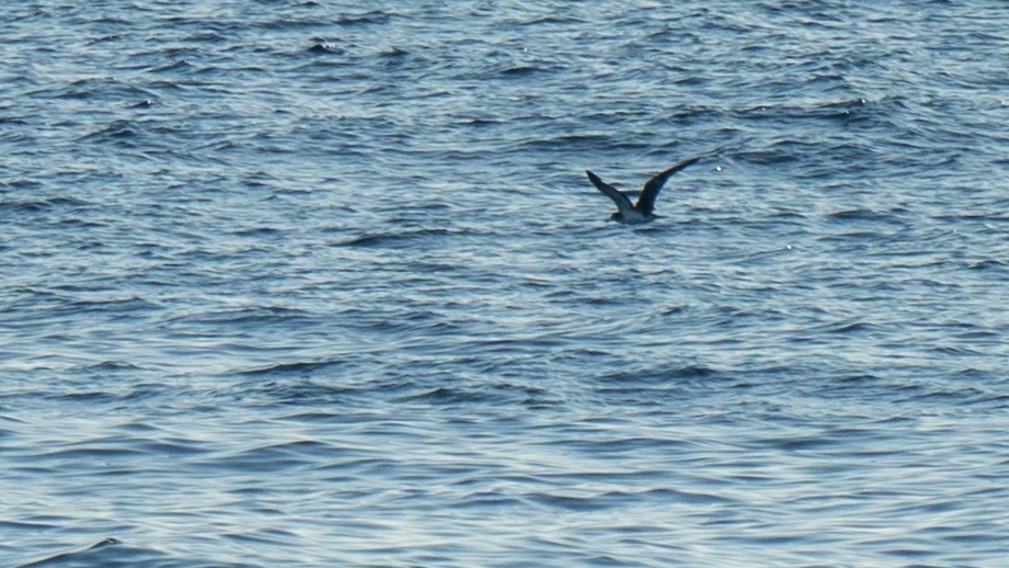 Streaked Shearwater - Javier Cotin