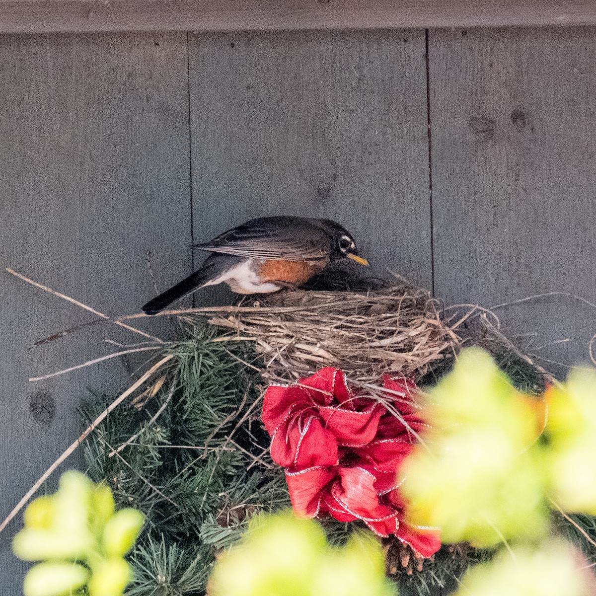 American Robin - ML604134291