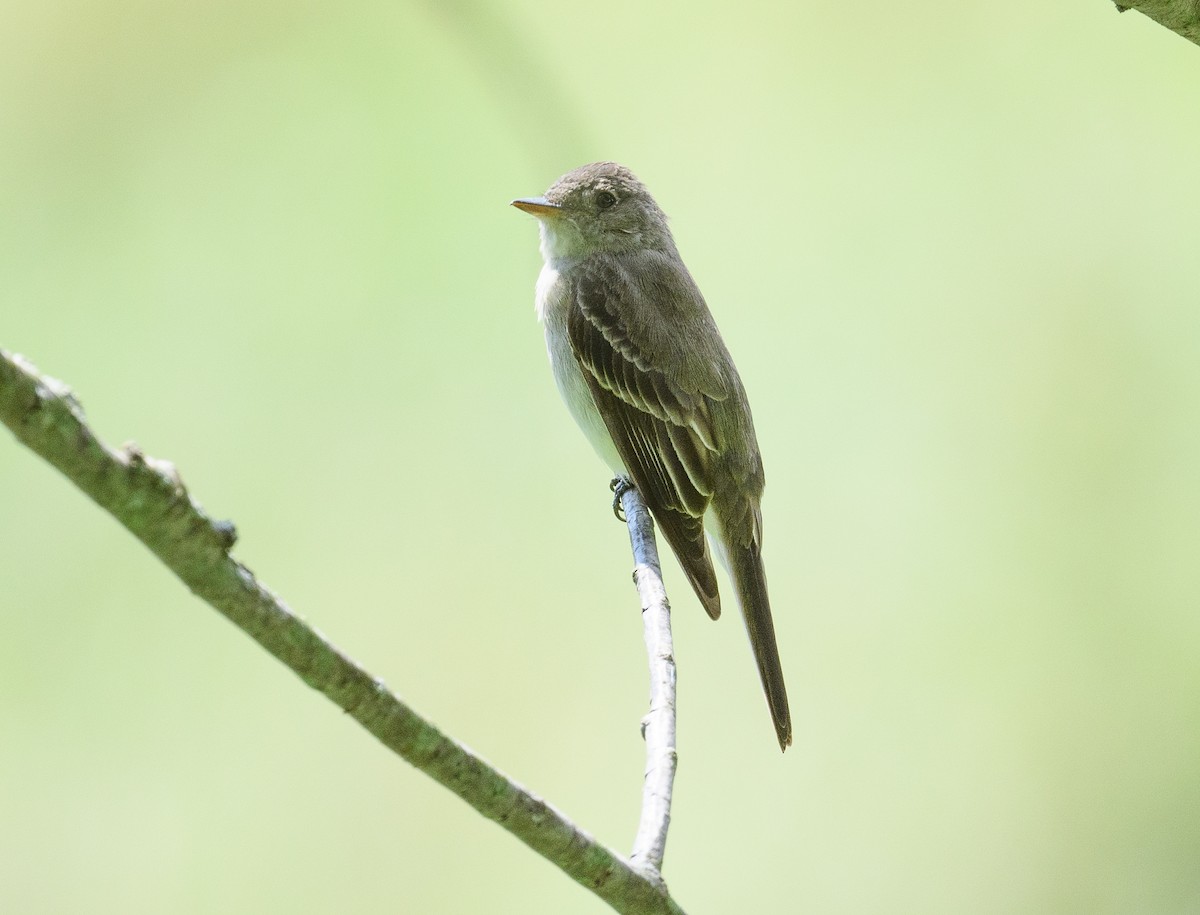 Eastern Wood-Pewee - Tom Warren