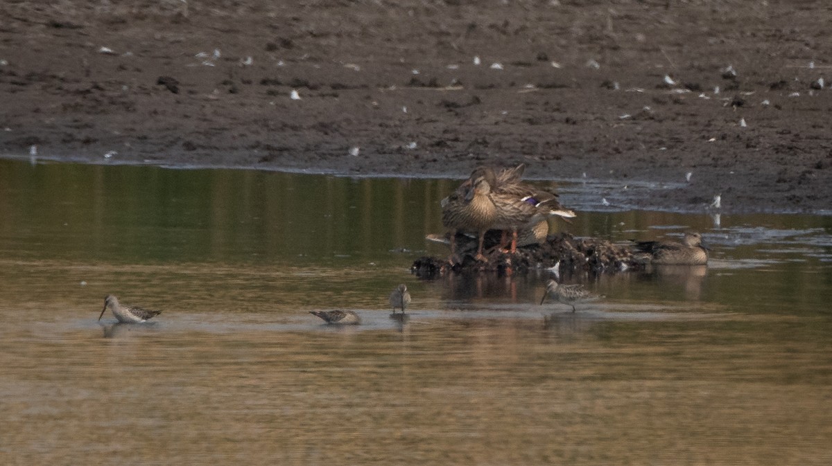 Stilt Sandpiper - ML604135361