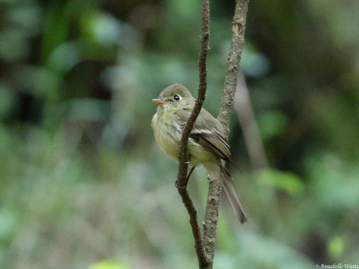 Western Flycatcher (Cordilleran) - ML604136181