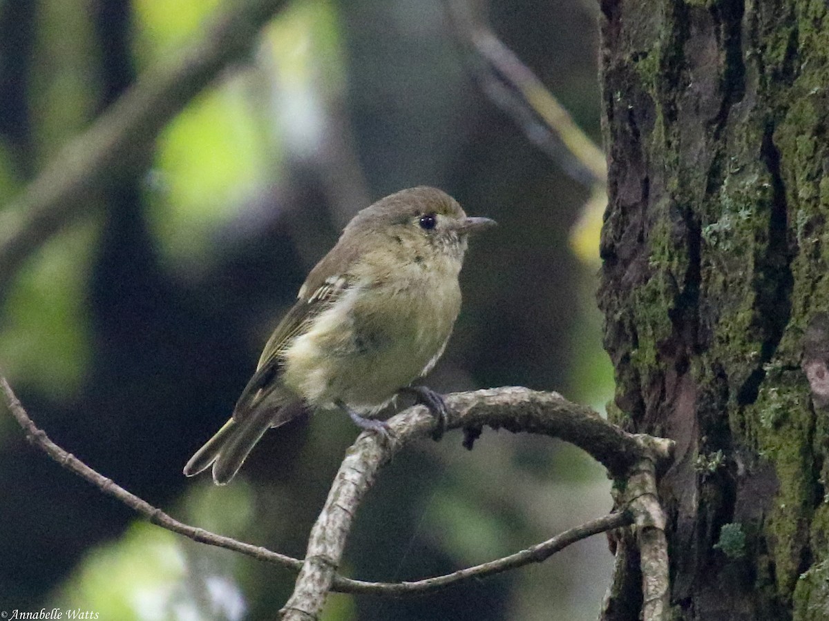 Hutton's Vireo - Justin Watts