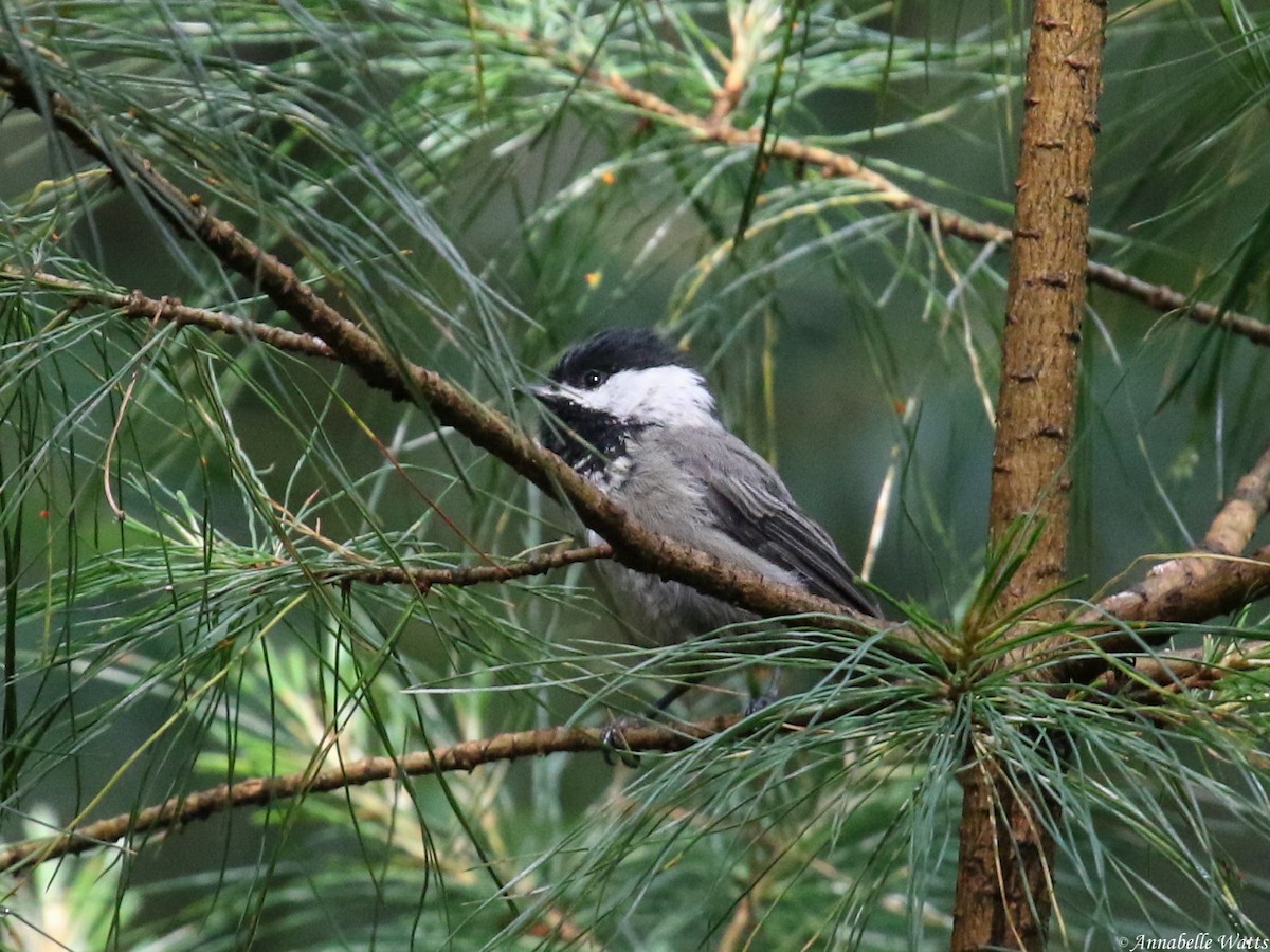 Mexican Chickadee - ML604136261